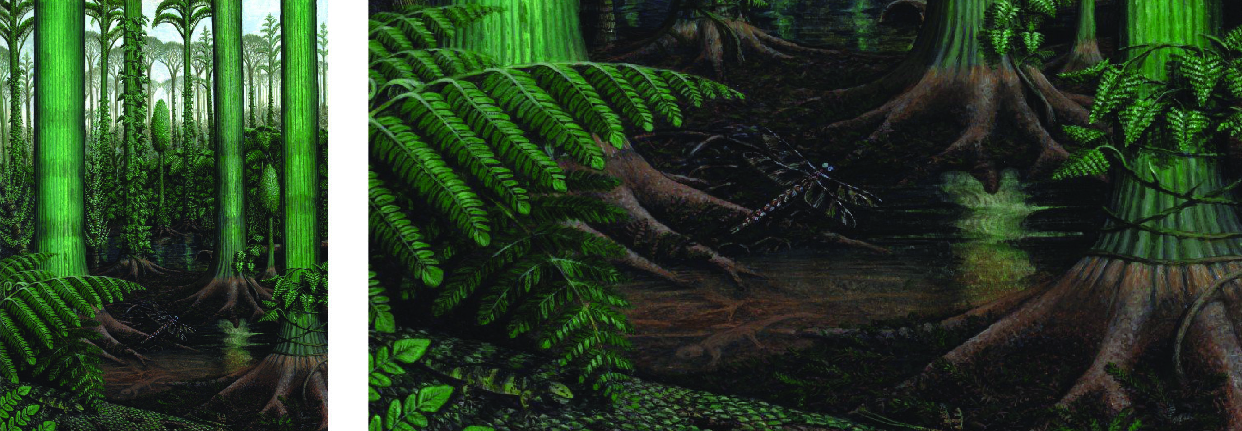 Lycopod swamp from the Pennsylvanian Period, with a close up of the stigmarian roots at the base of the trees. Painting by Stephen Greb.